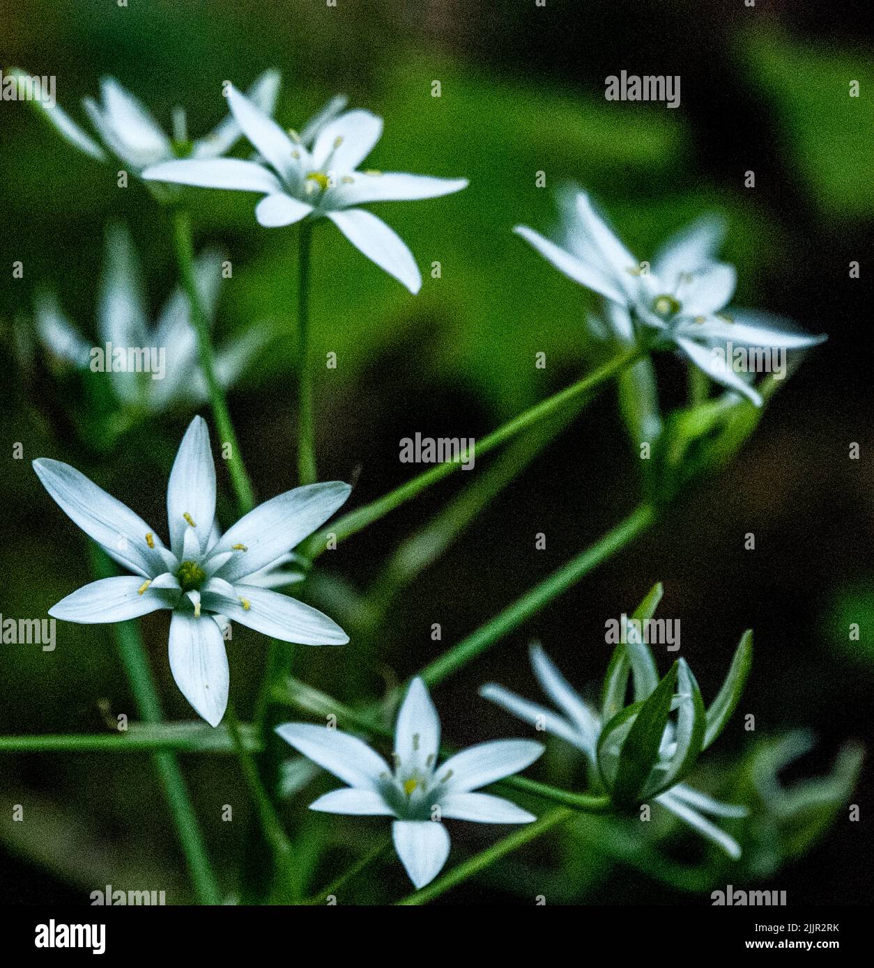 A closeup shot of a white Ornithogalum flowers on a blurry background Stock Photo
