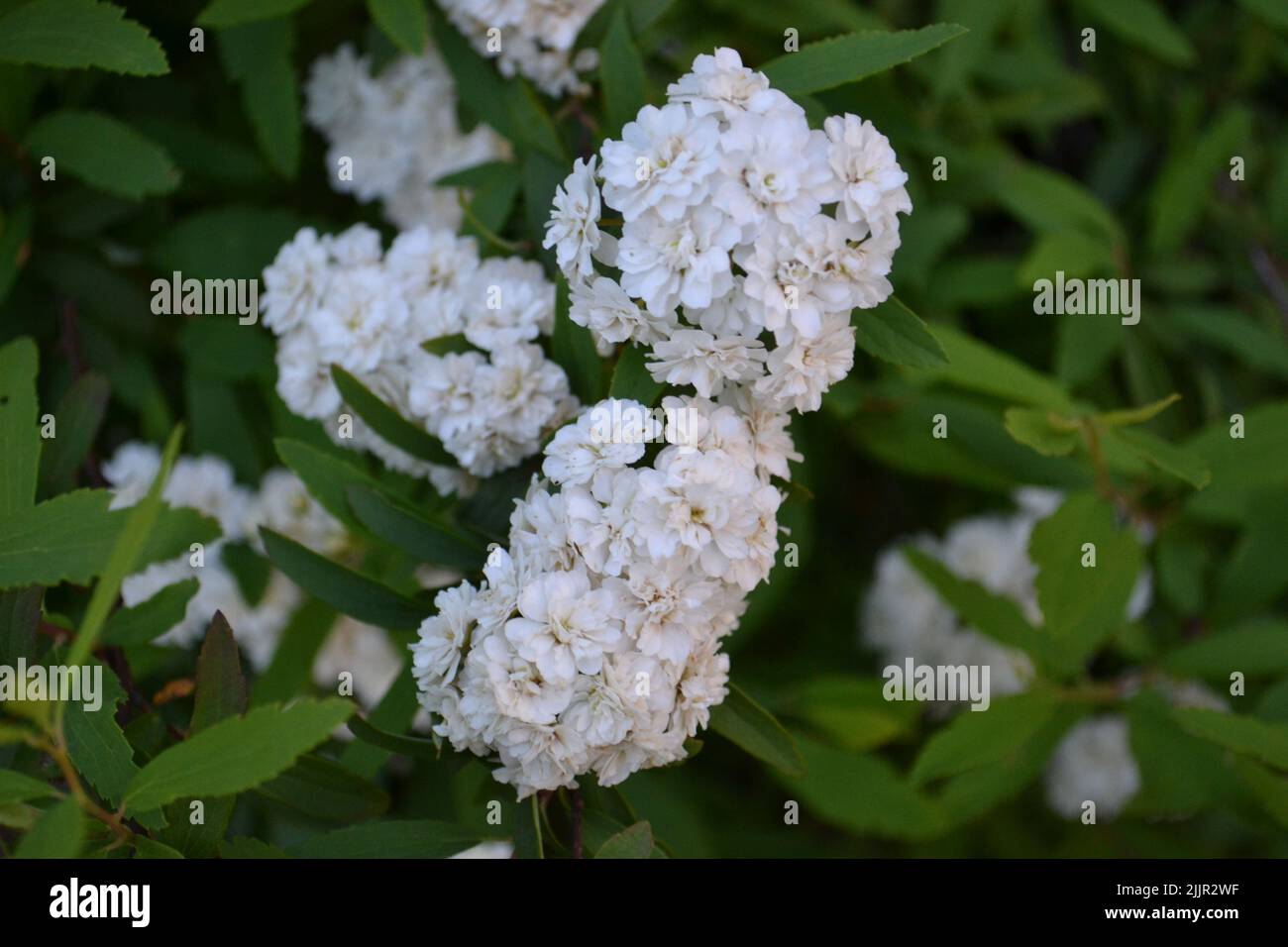 A low-growing shrub with many beautiful double white flowers. Stock Photo