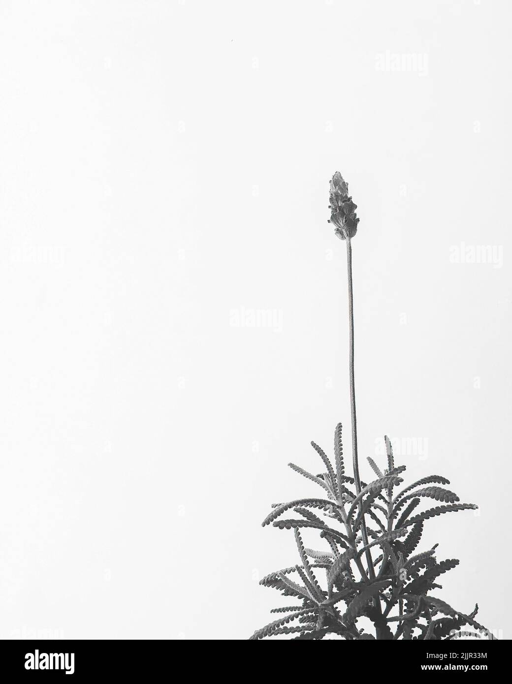 lavender flower isolated on white, black and white Stock Photo