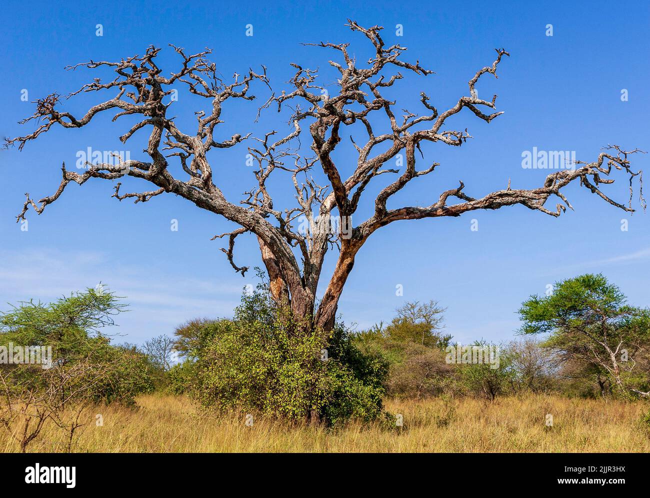 Dead Acacia tree in the Serengeti, Tanzania Stock Photo