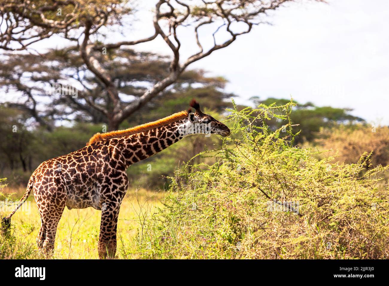 Young giraffe calf munching fresh acacia tree leaves in the Serengeti