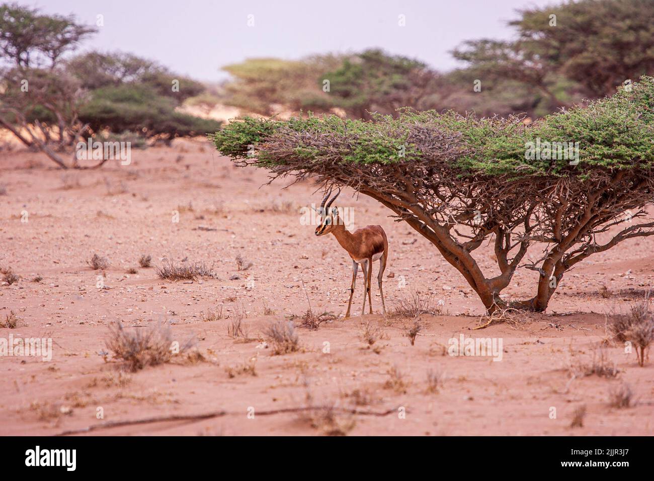 Gazelle seeking shelter in the shade of an acacia bush, Djibouti, East Africa Stock Photo