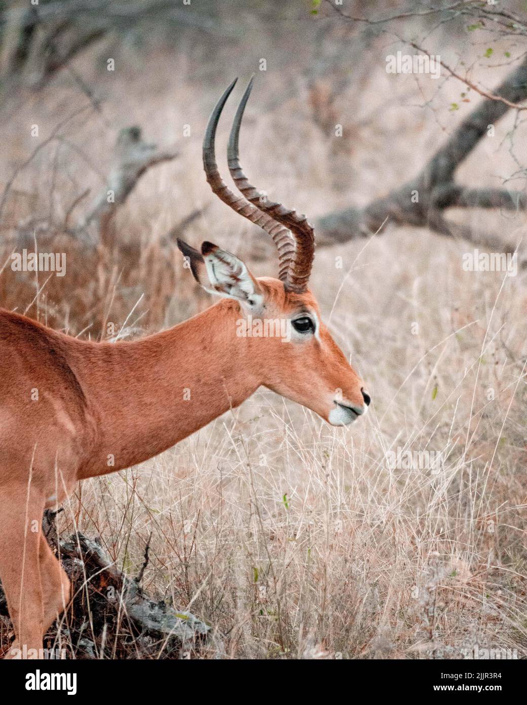 A closeup shot of a deer Stock Photo