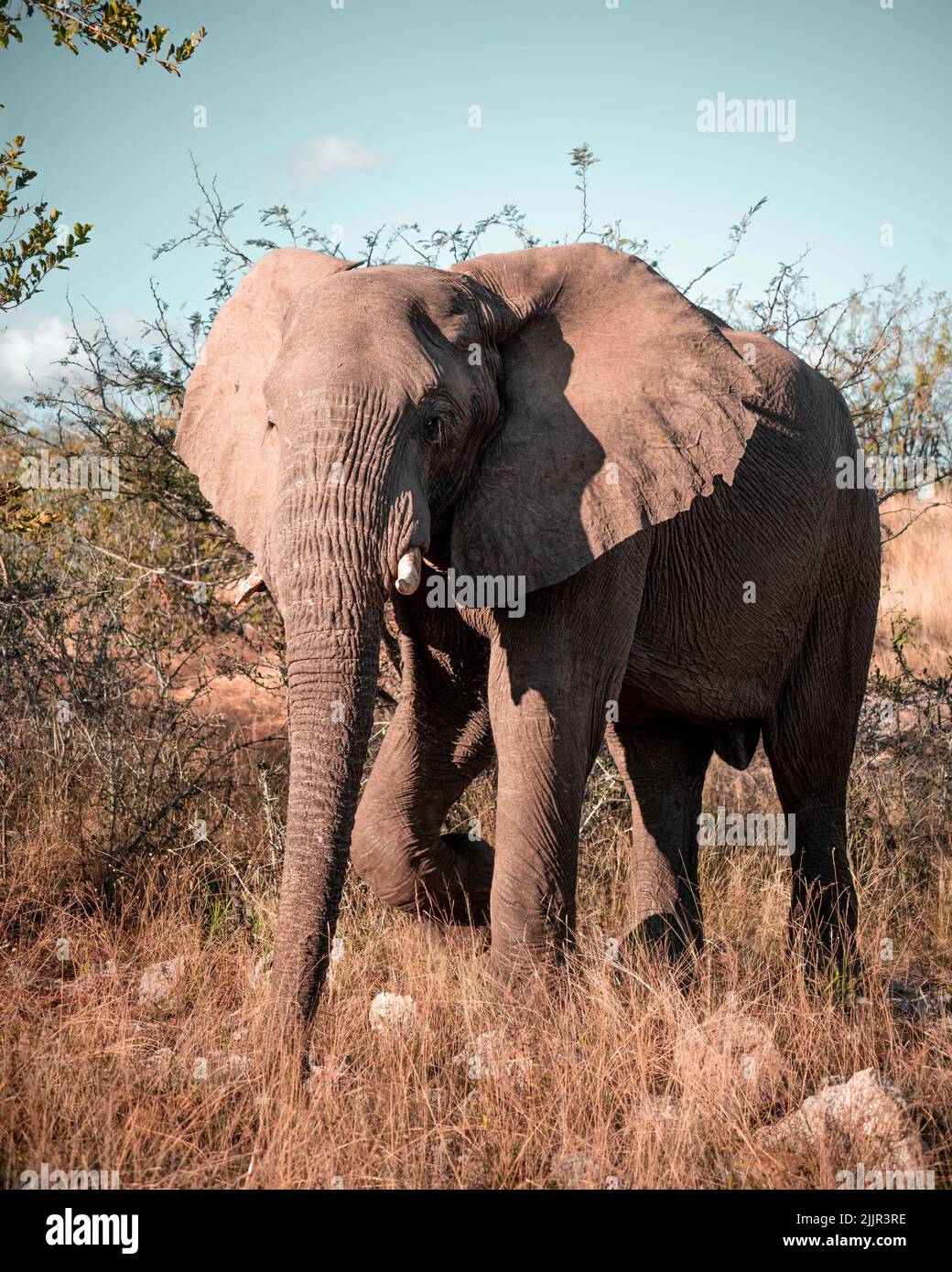 Big elephant hi-res stock photography and images - Alamy