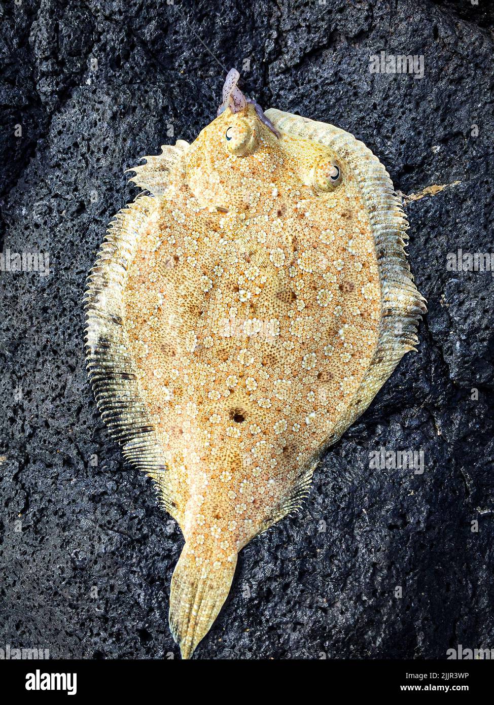 A vertical top view closeup of a flat fish sea flounder on a grey stone
