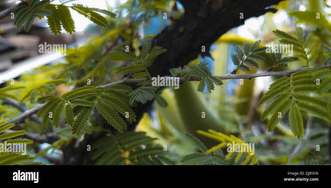 The green leaves of Albizia Julibrissin Rosea tree Stock Photo