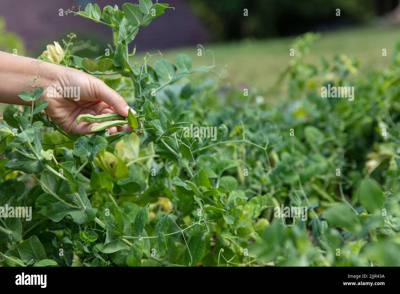 Close up on female hand picking organic green peas from the garden. Green copy space Stock Photo