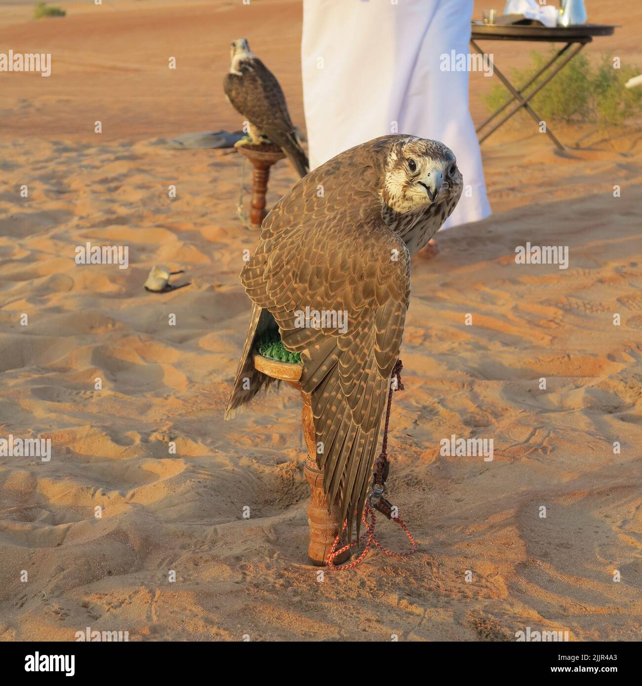 Hungry falcon sitting on the pole in the desert Stock Photo