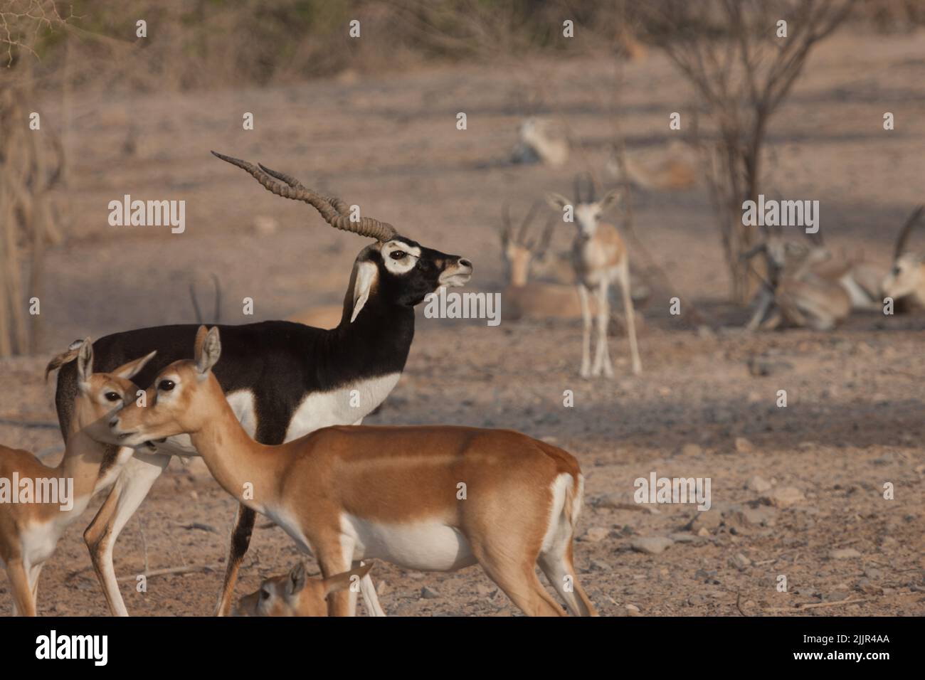 Special kind of antelope (black colored with curved horns) looking