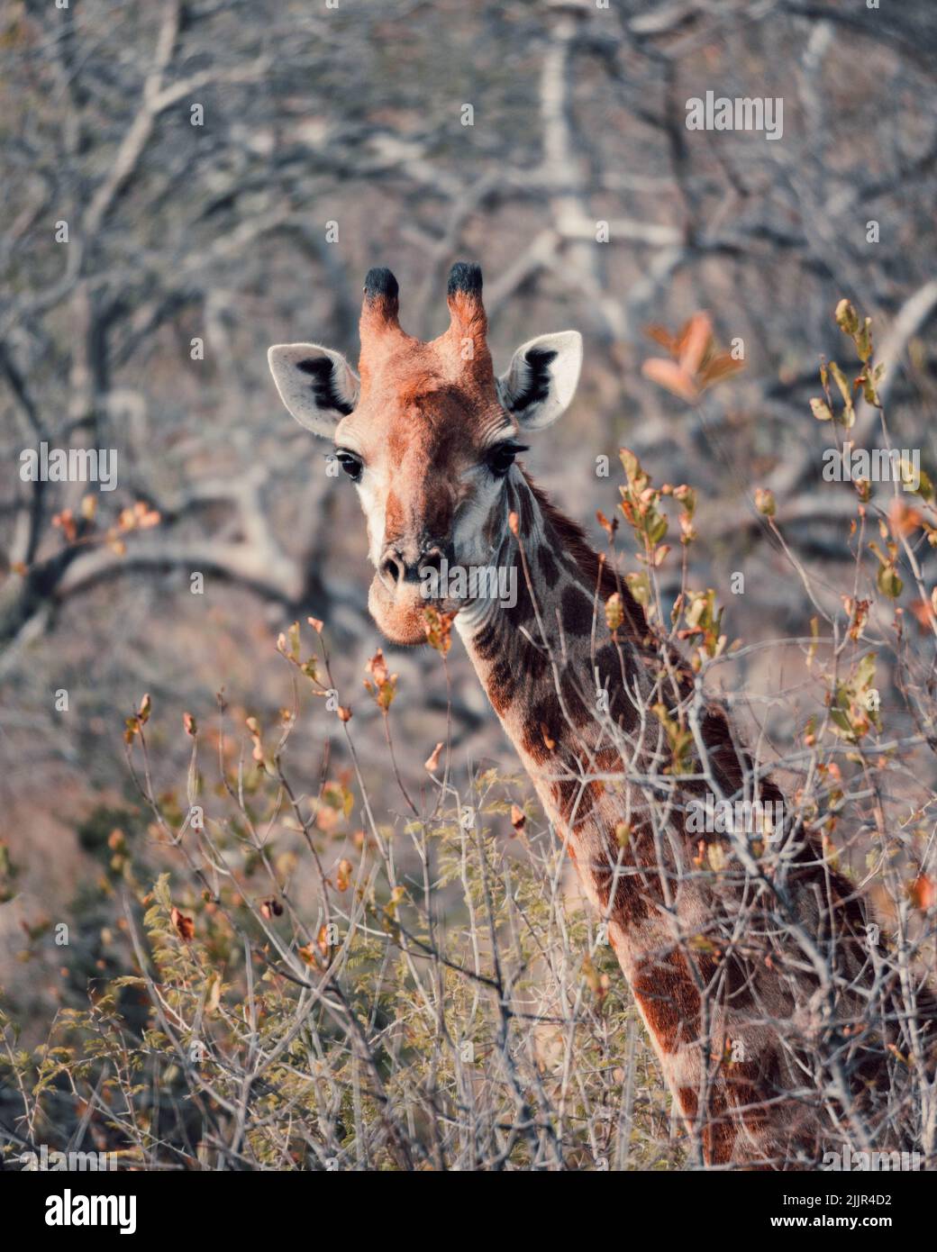 Giraffe in nature hi-res stock photography and images - Alamy