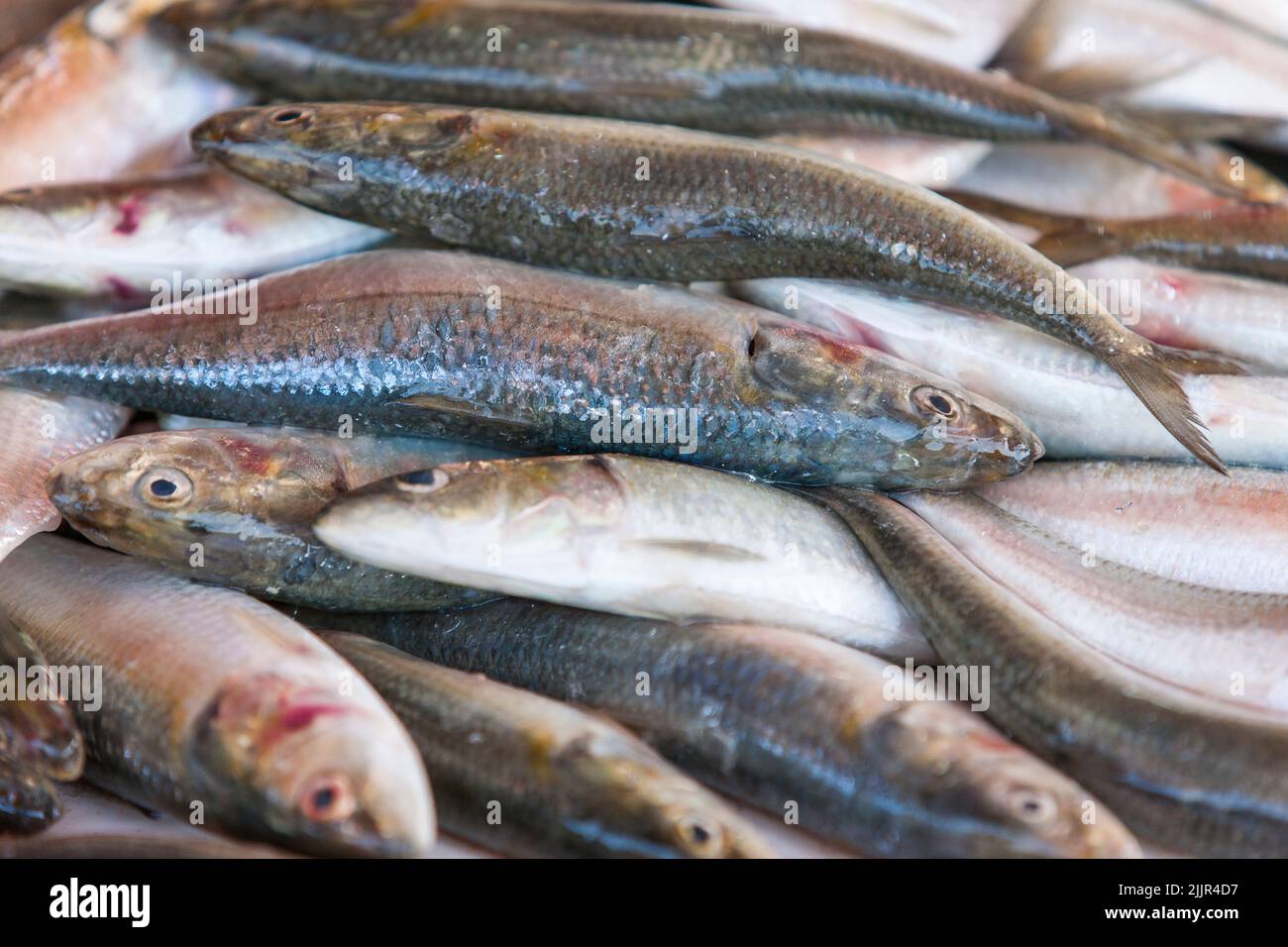A bunch of fresh sardines lying on the display of the fish market