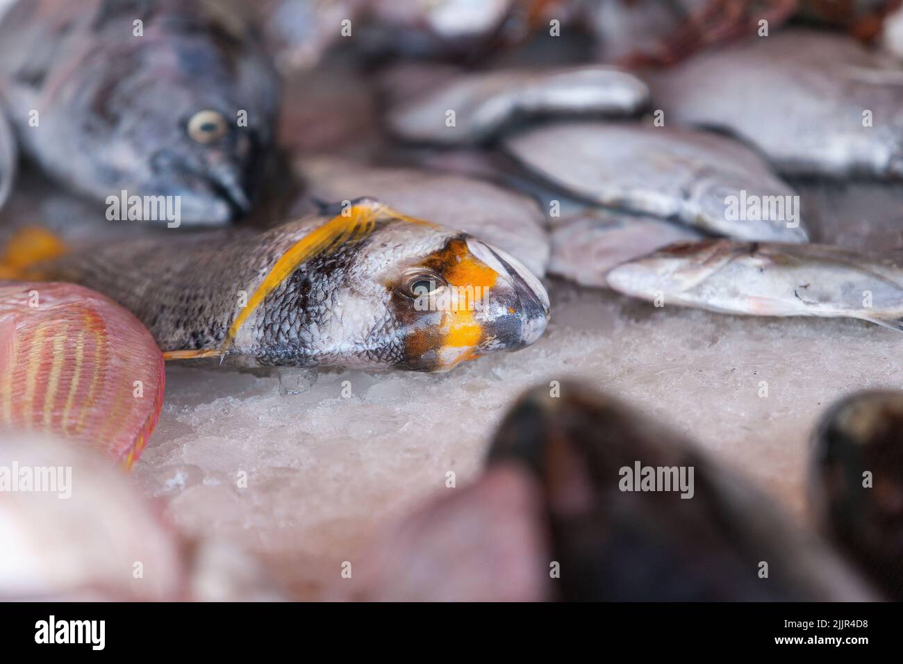Orange tail fish displayed on the fish market on the ice cubes, Arabian Gulf, United Arab Emirates Stock Photo