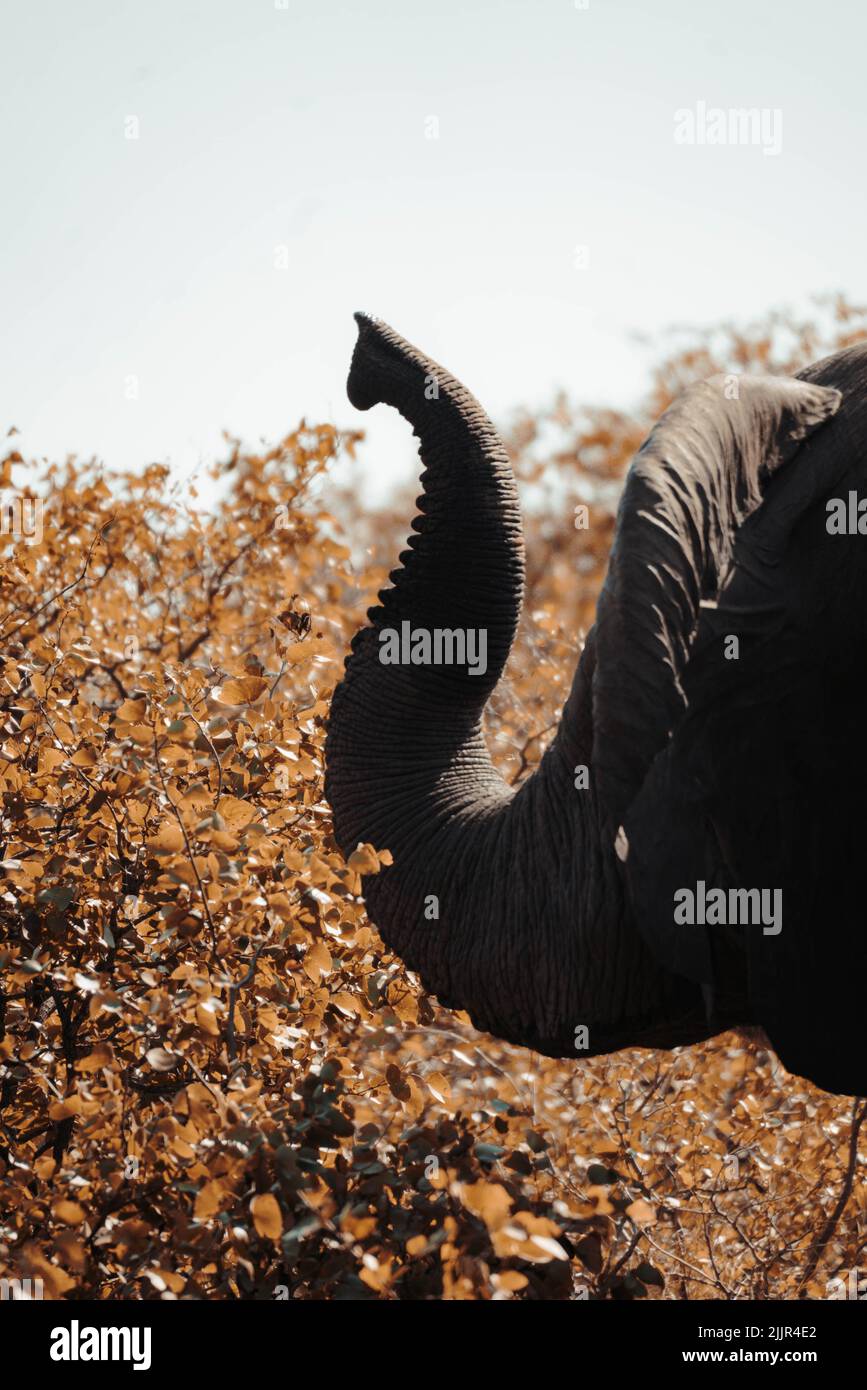Elephant nose hi-res stock photography and images - Alamy
