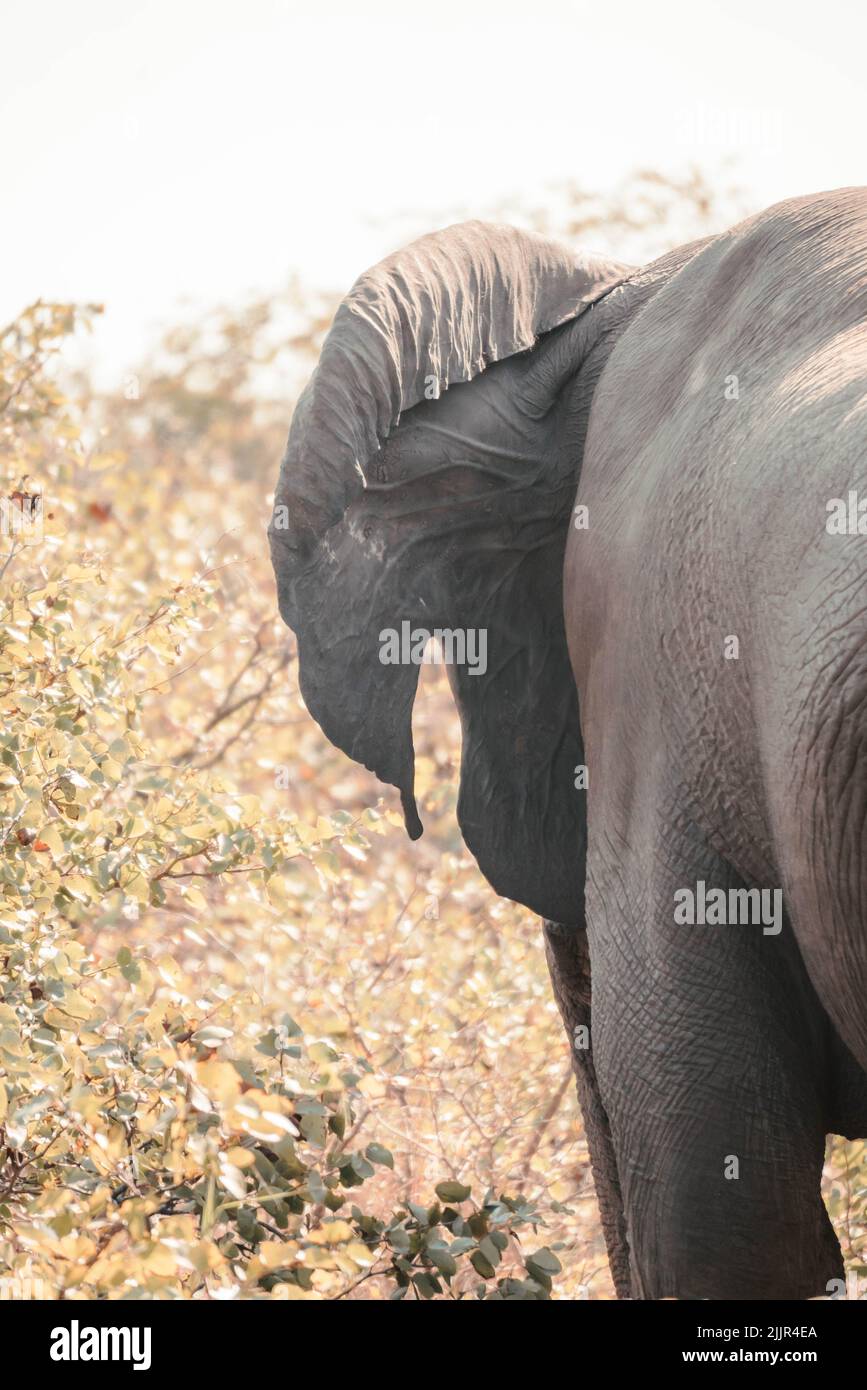 A vertical shot of an elephants ear near plants Stock Photo