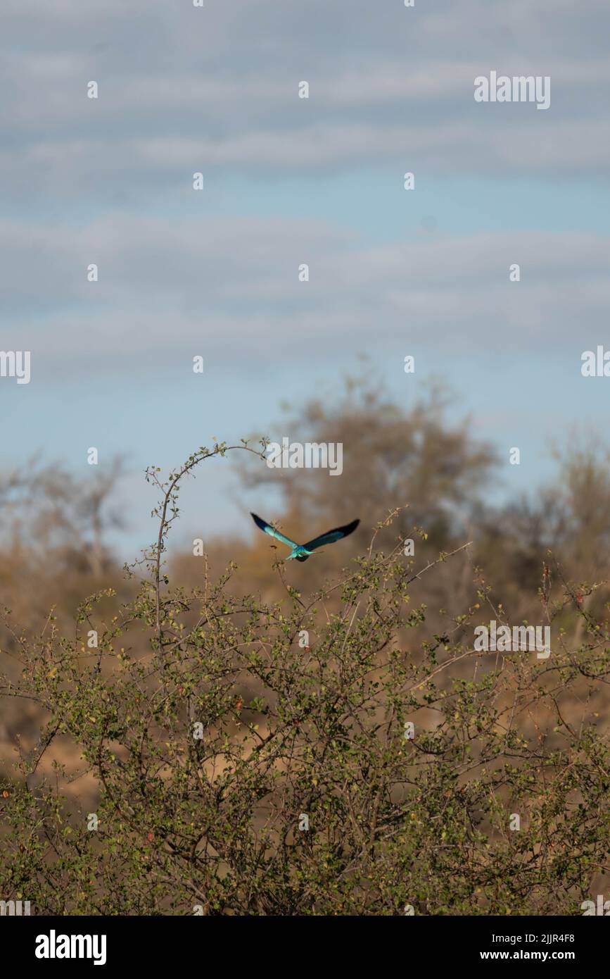 A vertical shot of a Lilac-breasted roller flying in a field Stock Photo
