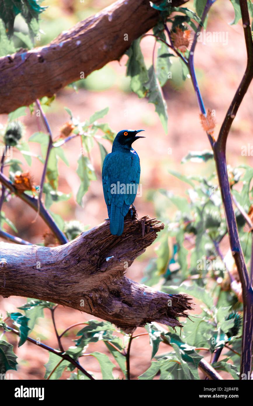 A vertical shot of a starling on a branch of a tree Stock Photo