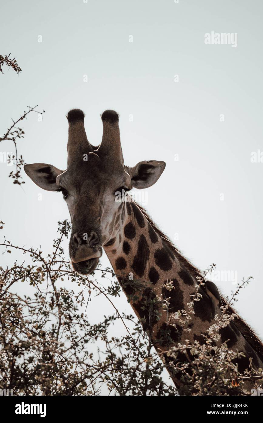 A vertical shot of a giraffe eating leaves from a tree in South Africa Stock Photo