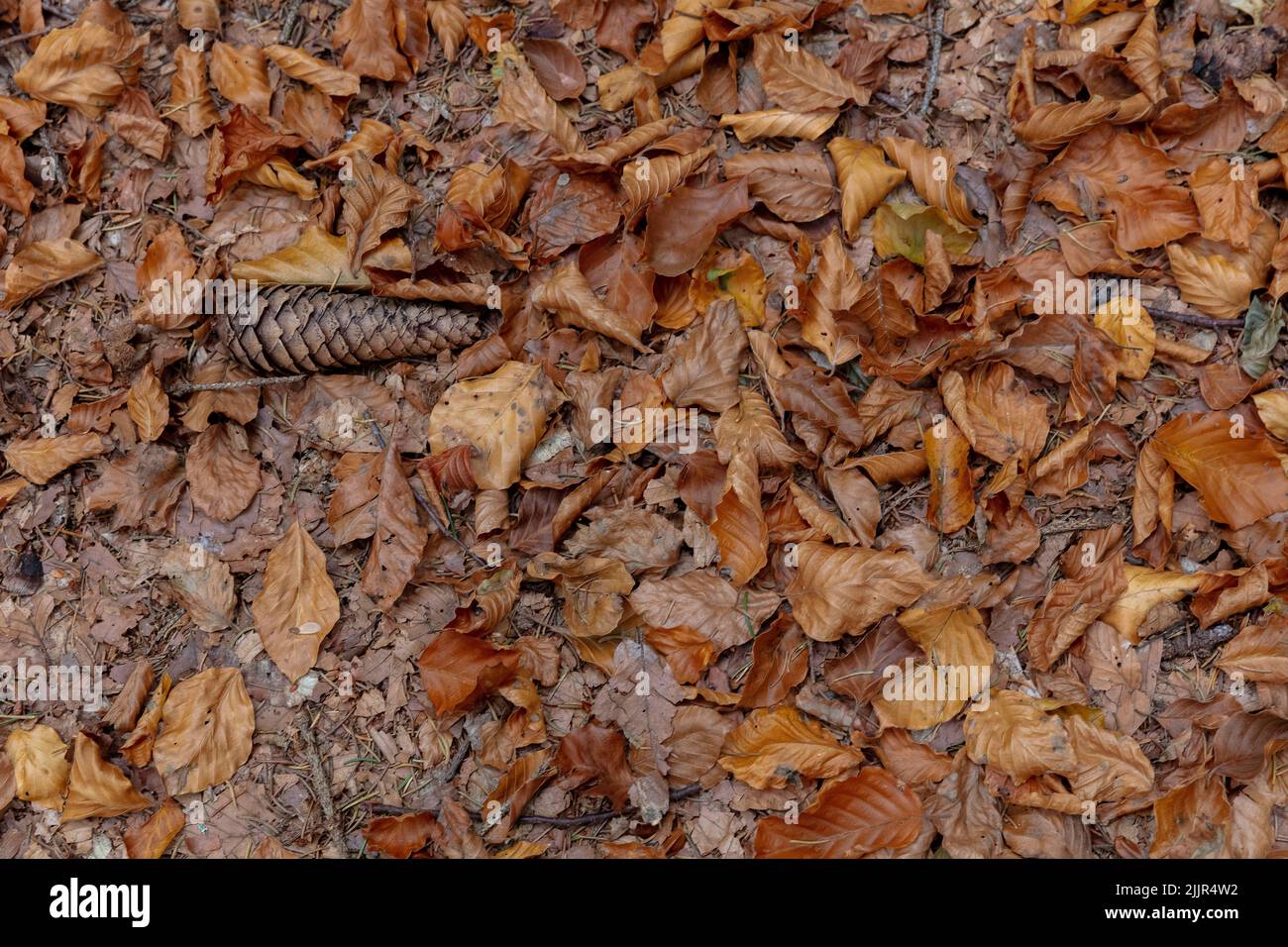 Close up view on the Bavarian Forrest ground covered with fallen golden oak leaves, pine seeds, pine needles Stock Photo