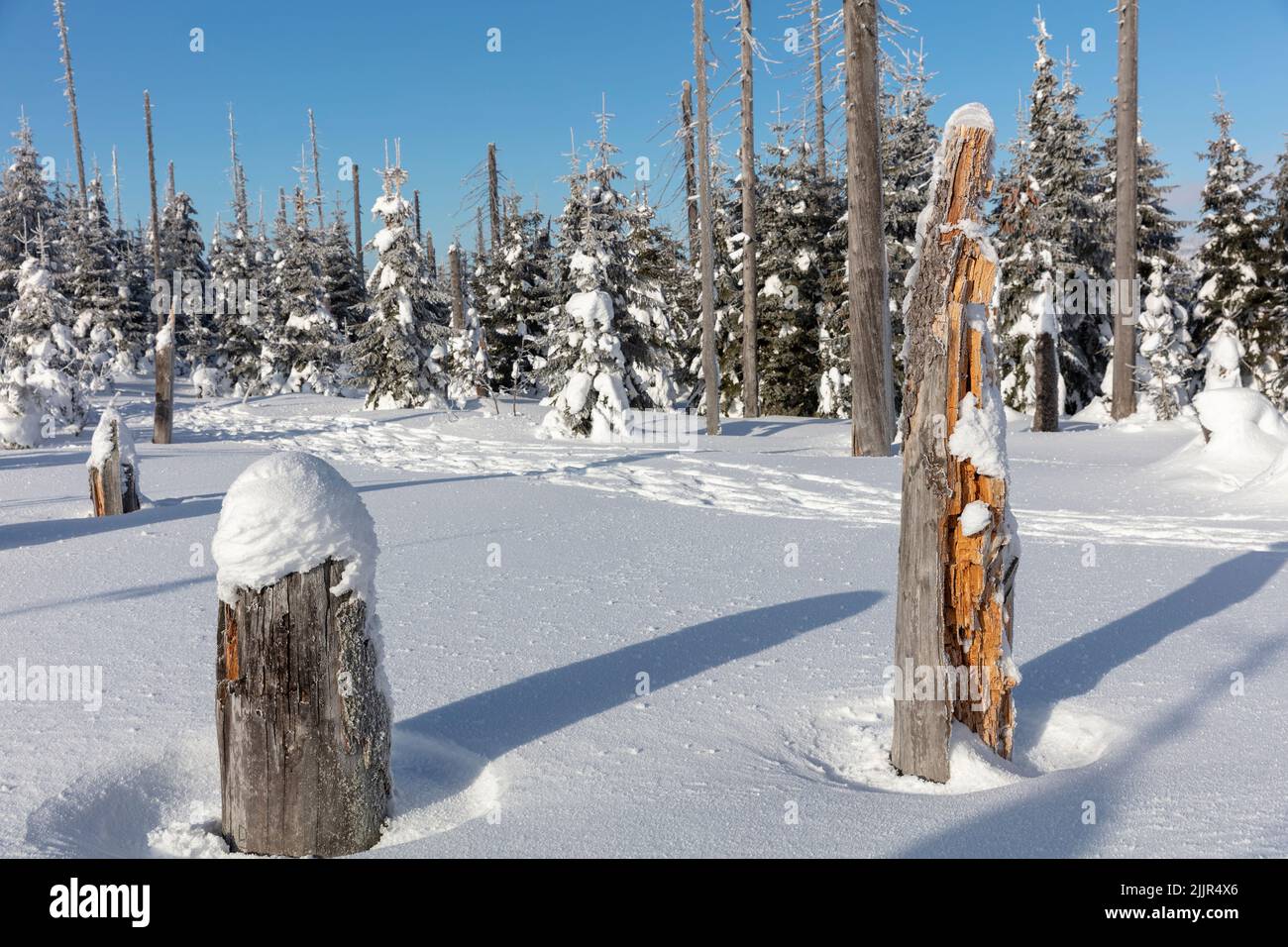 Dead tree stumps at a hiking trail to Mount Lusen in the Bavarian Forrest National Park covered by ice and snow on a cold but blue-sky sunny day Stock Photo