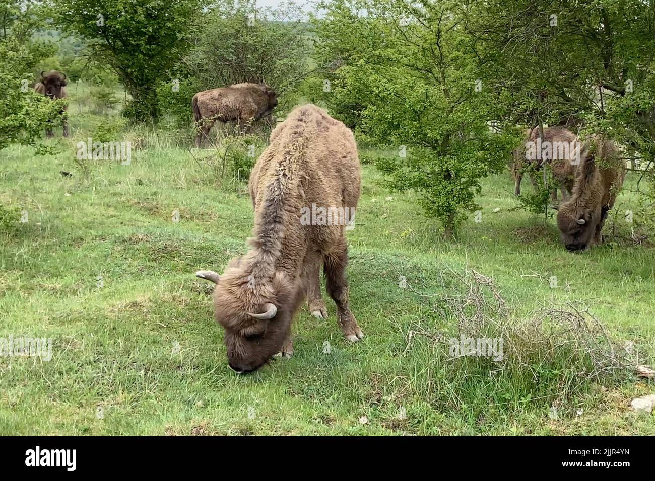 A group of adorable bison eating grass in a green field Stock Photo Biology Diagrams
