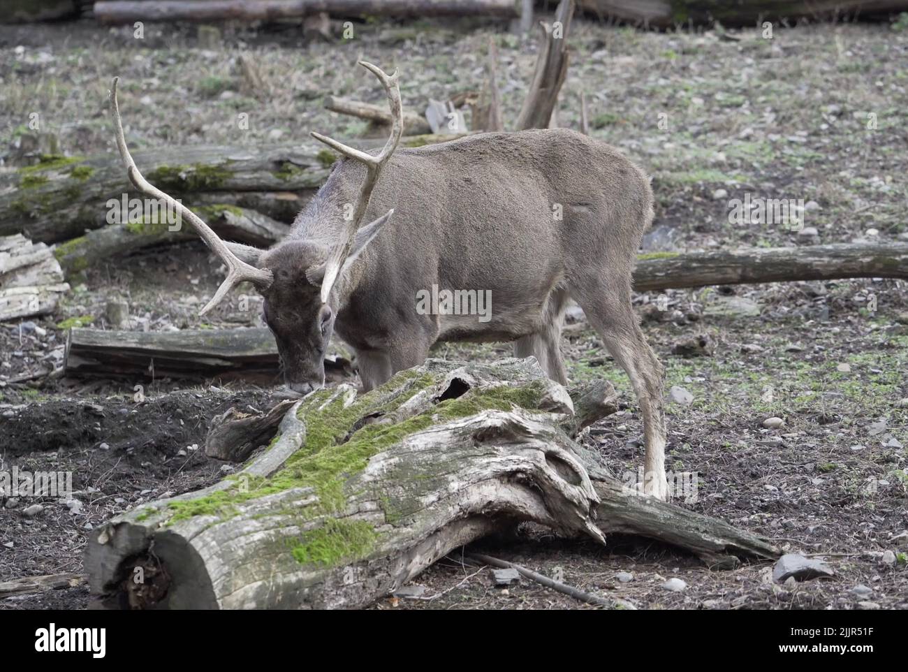 A reindeer (Rangifer tarandus) in the field near dead fallen trees ...