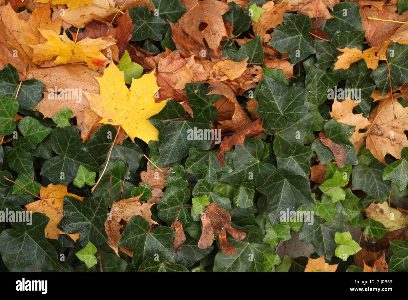 Tree leaves on the ground hi-res stock photography and images - Alamy