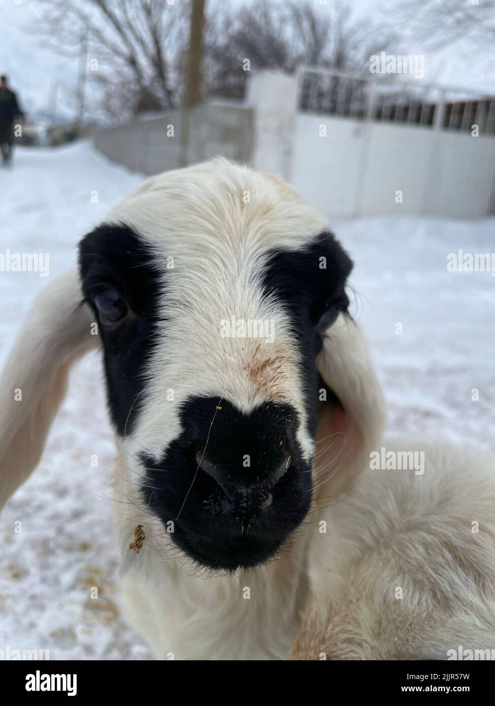 A vertical shot of a cute lamb Stock Photo - Alamy