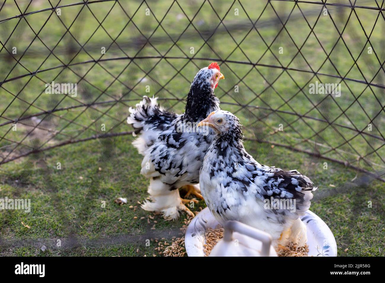 Mottled black and white cochin chicken in a cage. selective focus Stock Photo