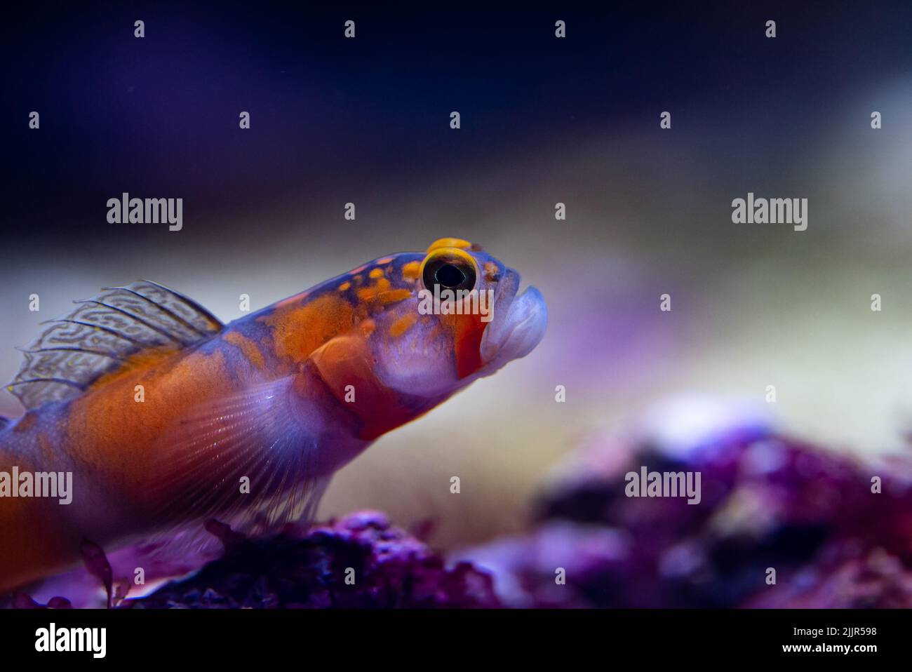 A closeup of a colorful fish swimming in a public aquarium in Zoo Zurich Stock Photo