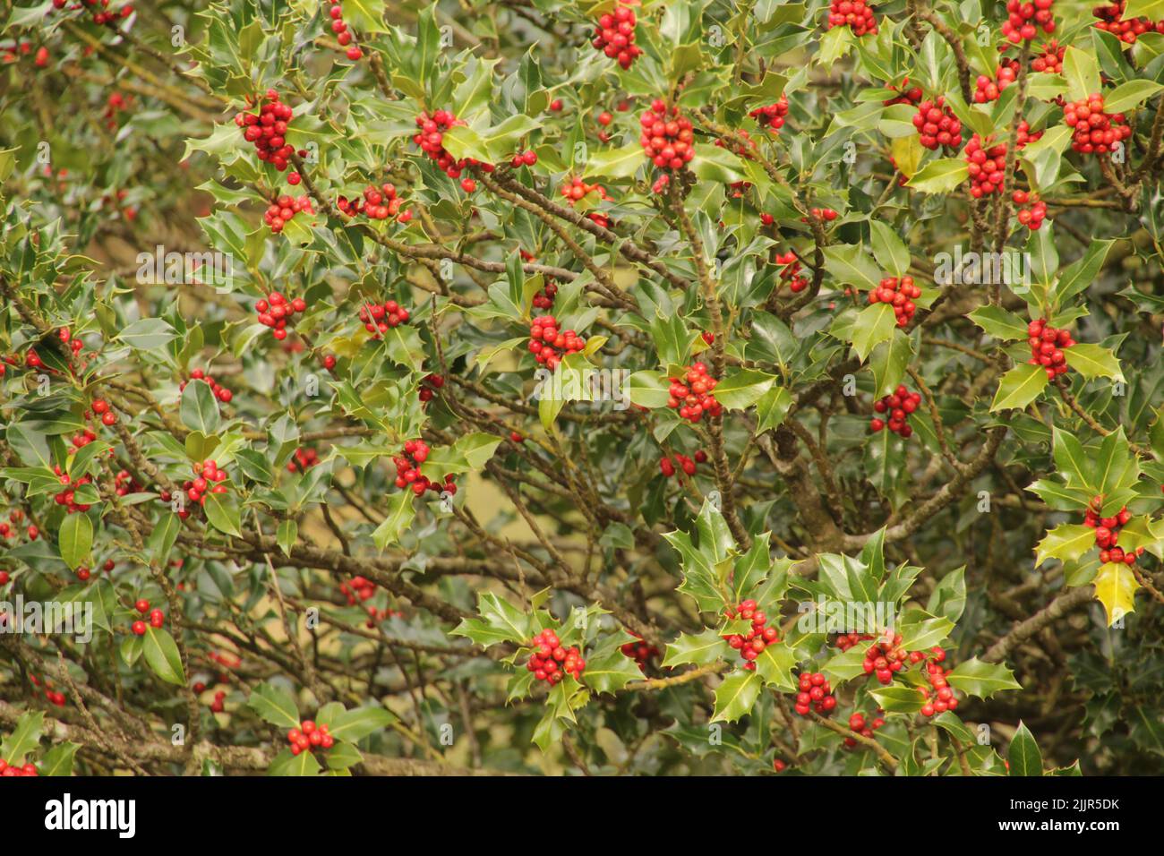 A closeup shot of a winterberry plant tree in the garden Stock Photo