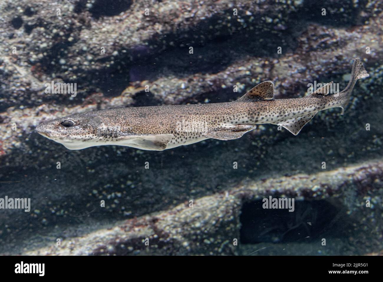Cat shark hi-res stock photography and images - Page 3 - Alamy