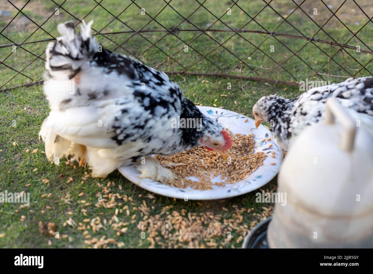 Black mottled chicken of Cochin China breed eating grains in a cage Stock Photo