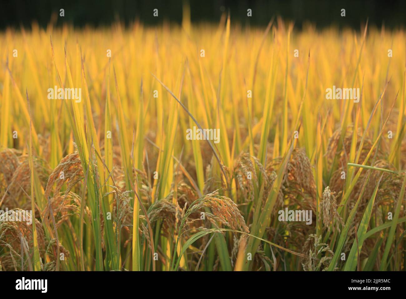 A close up shot of a growing, golden rice under a bright sunlight Stock ...