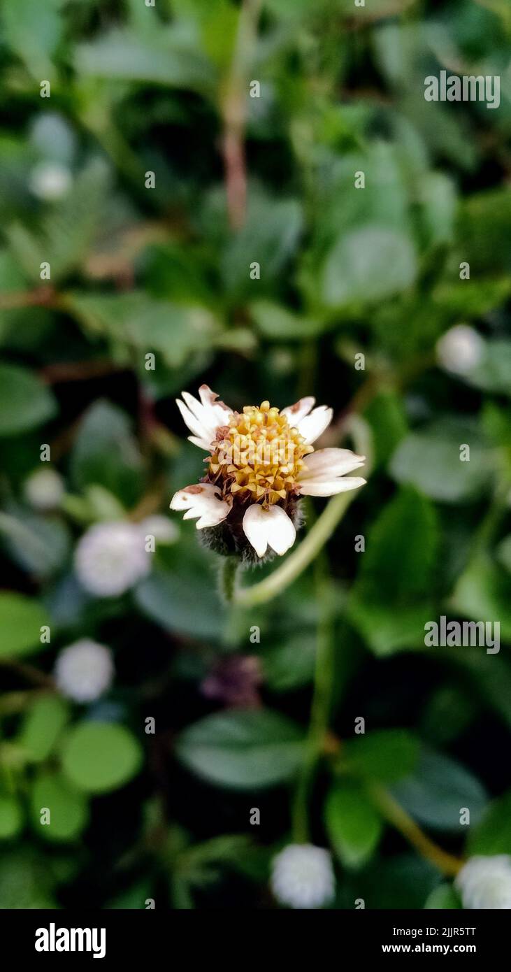 A vertical shot of a tridax daisy flower in a garden against a blurred background Stock Photo