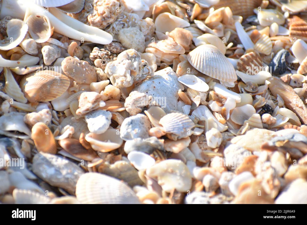 A closeup shot of coquina shell sand in Palm Coast, Florida Stock Photo