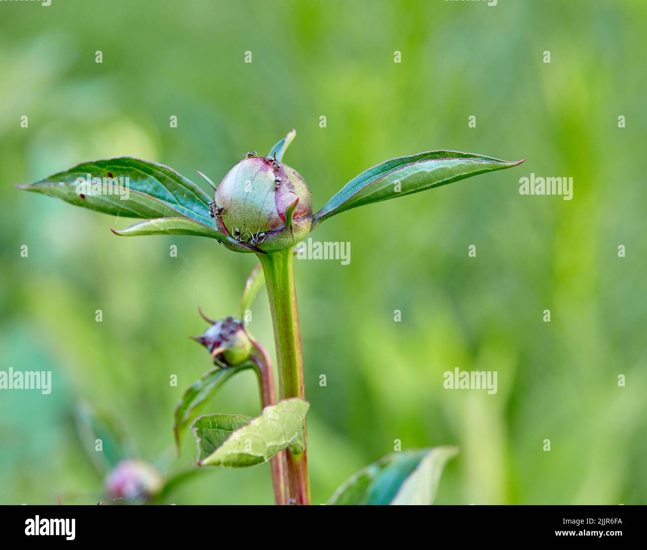 Budding, sprouting and blooming flowers growing in a garden or nature park. Closeup of peony flowering plant with green leaves maturing outdoors Stock Photo