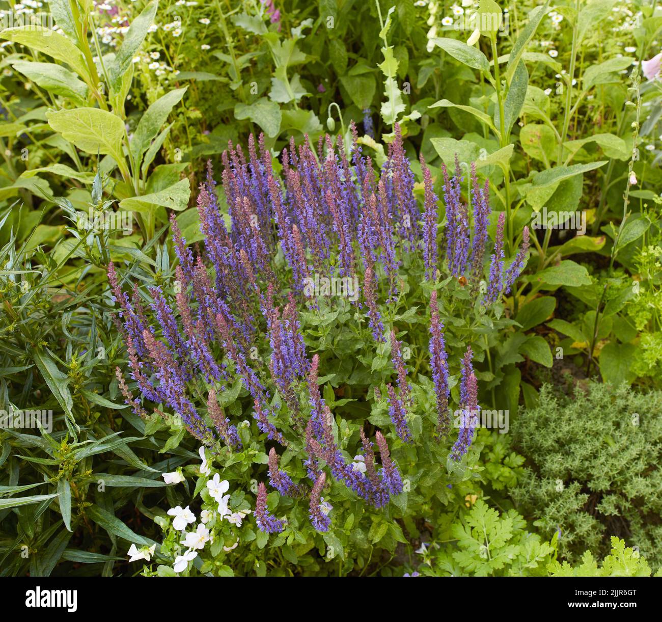 Purple, colourful and vibrant spring flowers blooming in a lush green ...