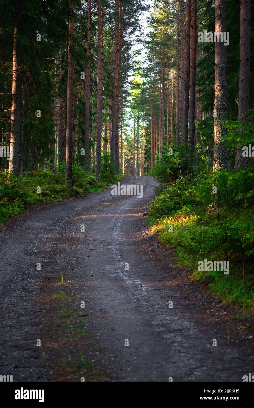 Narrow forest road hi-res stock photography and images - Alamy