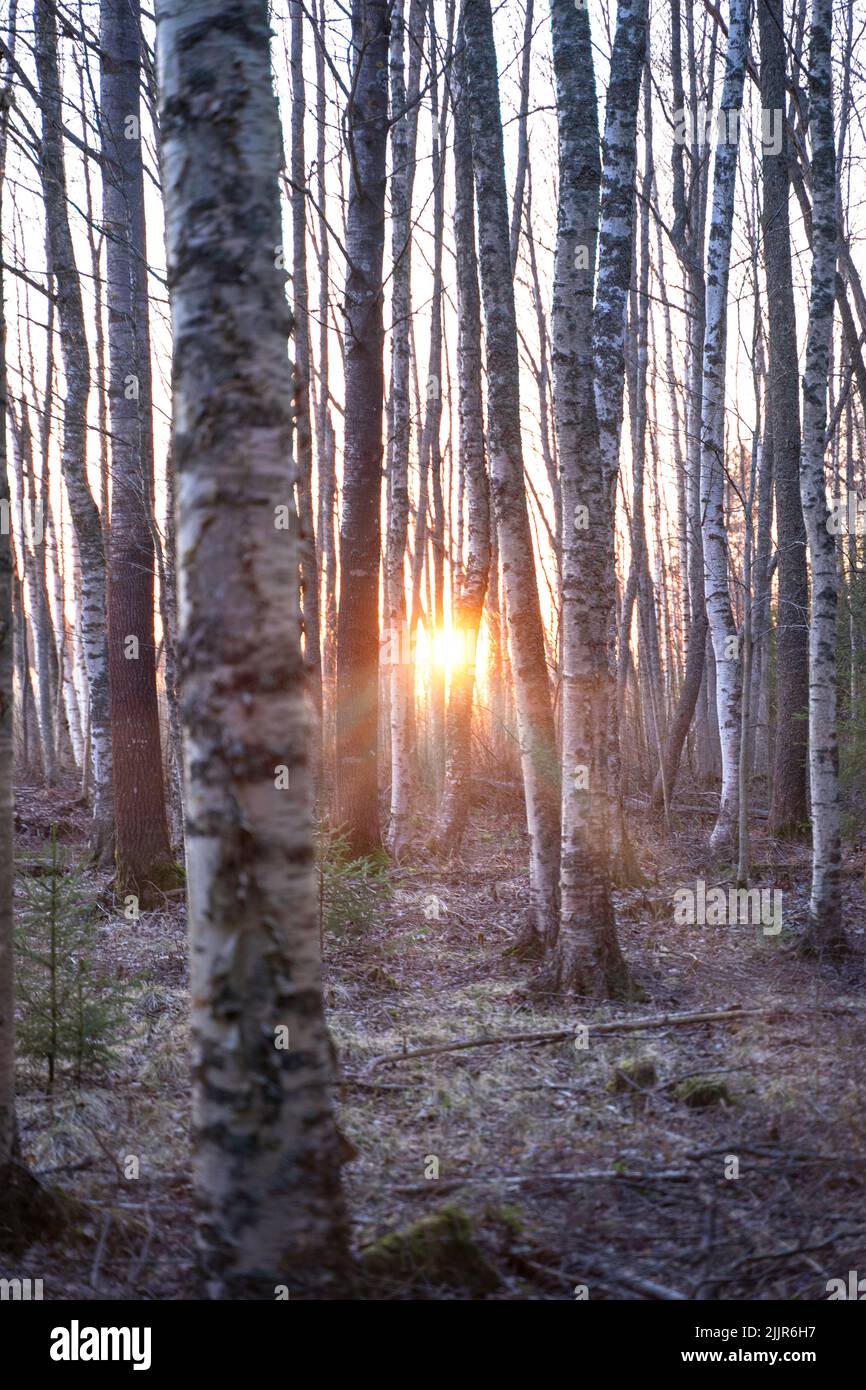 A vertical shot of the sun shining through thin trees at dusk Stock Photo