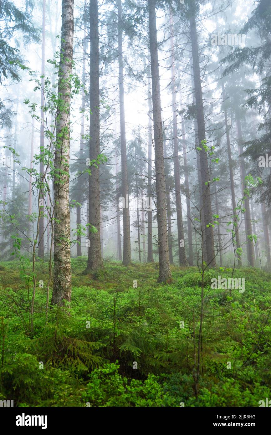Thin trunk hi-res stock photography and images - Alamy