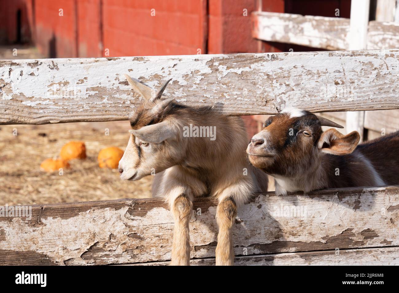 Two adorable kids of a goat with their heads out of the wooden fence