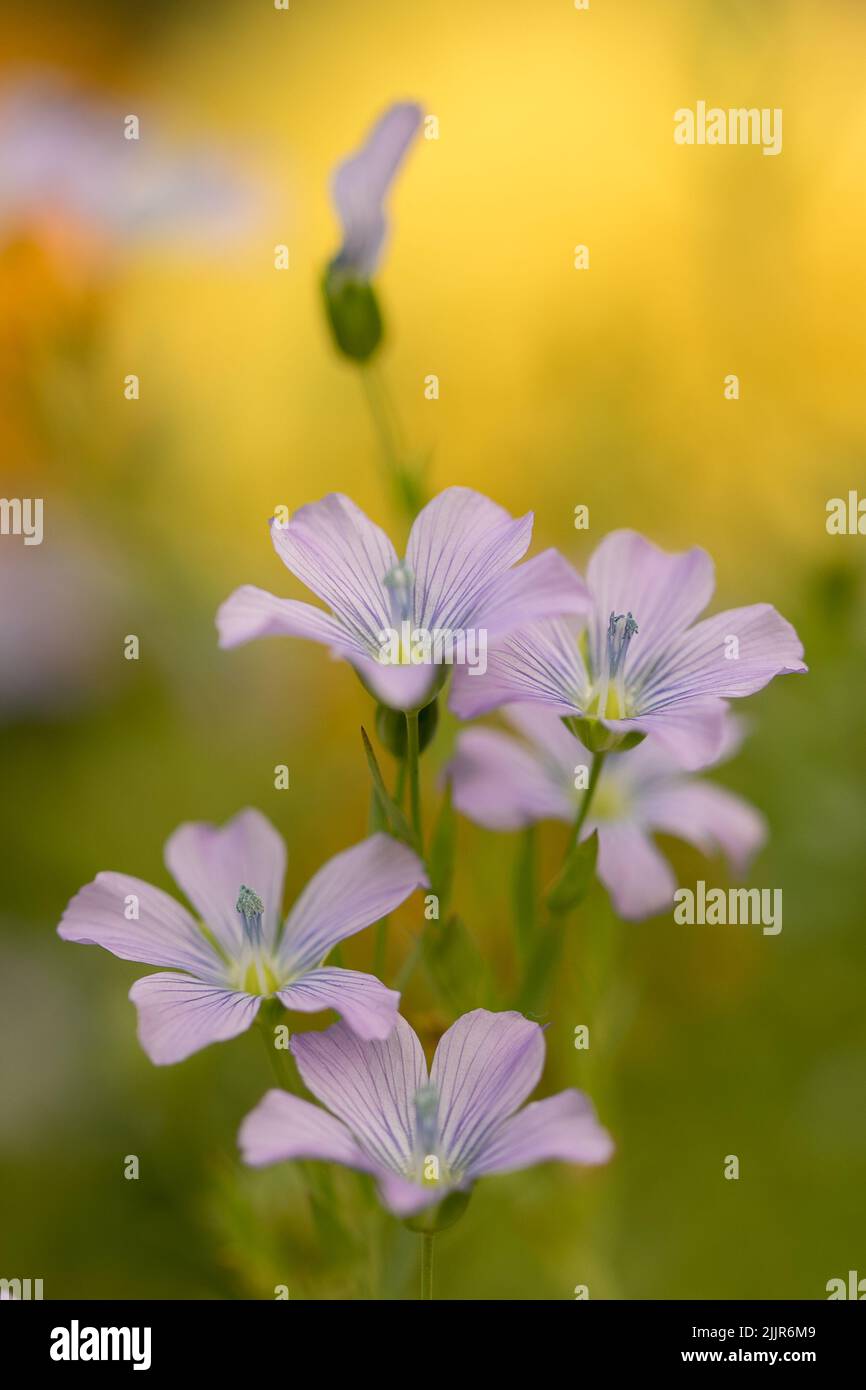 A vertical closeup of purple perennial flax flowers (Linum perenne) in the garden Stock Photo