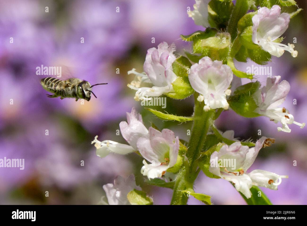 A closeup of a bee approaching the heath speedwell (Veronica officinalis) to gather pollen Stock Photo
