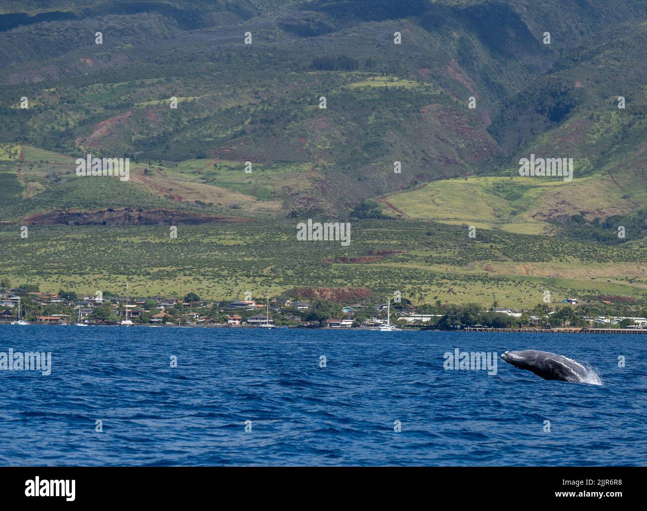 The Maui Island in Hawaii with a whale jumping out from the ocean Stock ...