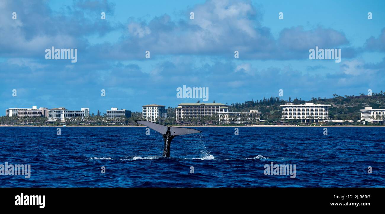 The tail of a whale in the ocean near the Maui Island in Hawaii Stock ...