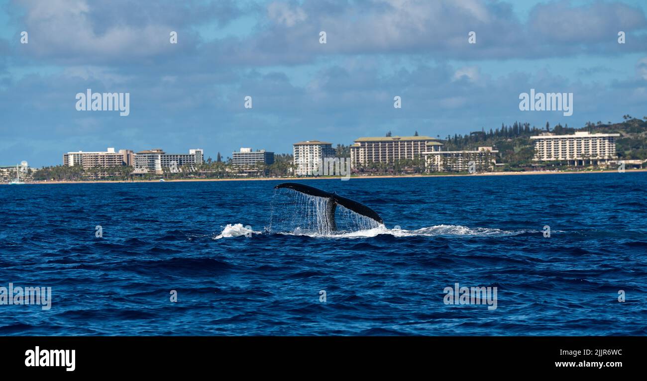 The tail of a whale in the ocean near the Maui Island in Hawaii Stock ...