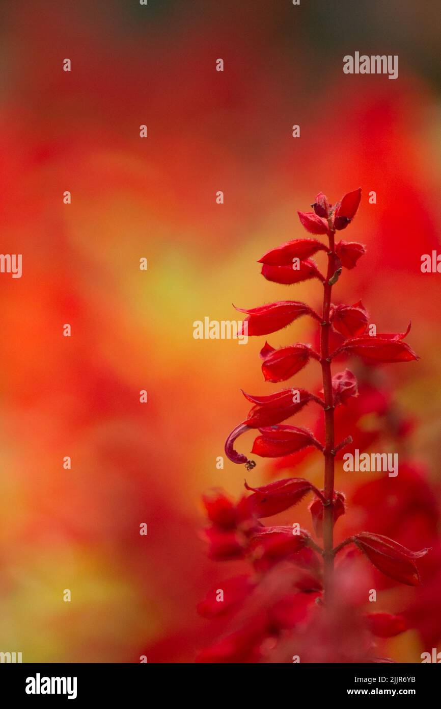 A vertical closeup of a red Salvia Wandwalker Royal Red flower Stock Photo