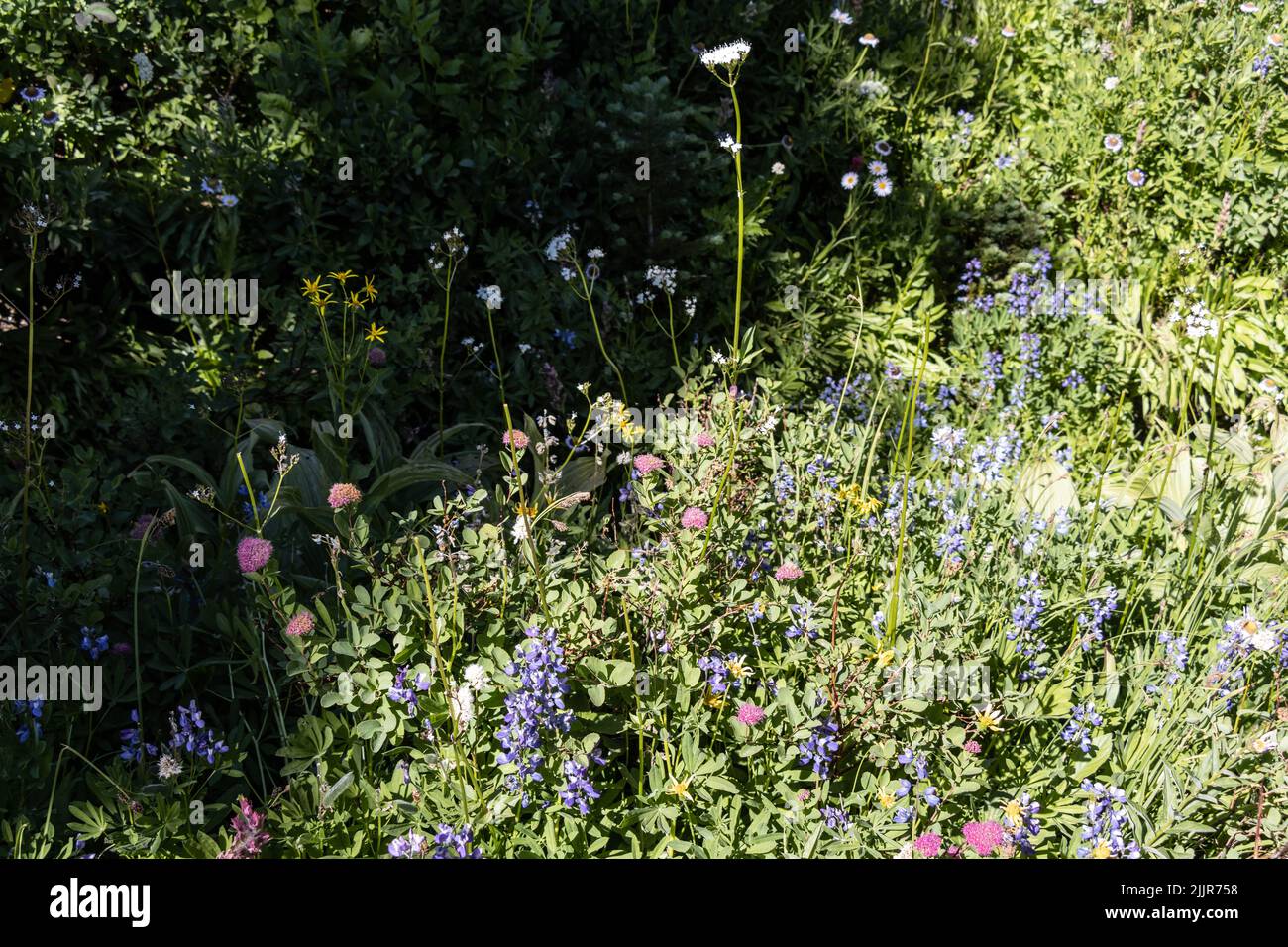 Beautiful and colorful wild flowers hi-res stock photography and images ...