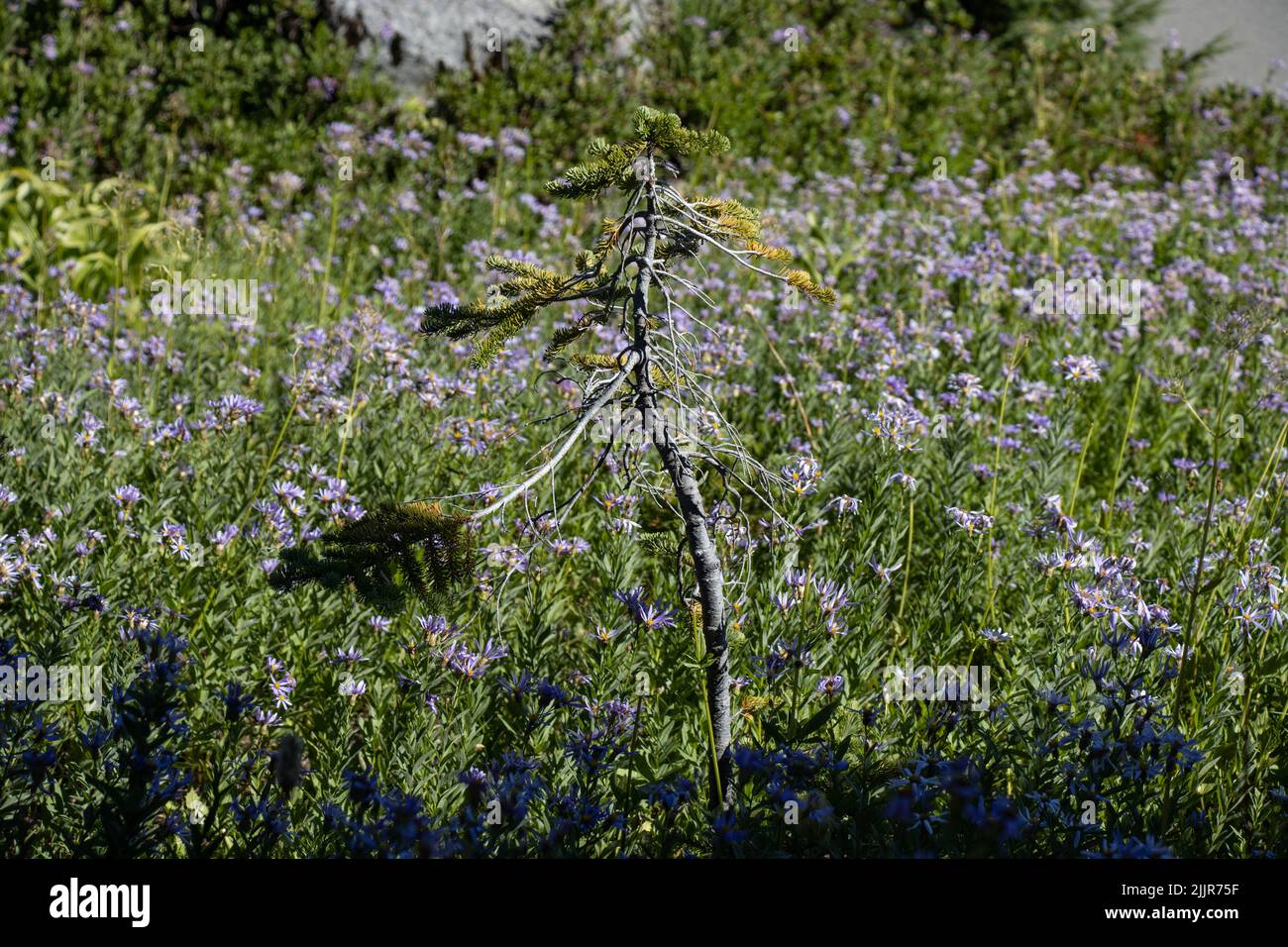 Beautiful and colorful wild flowers hi-res stock photography and images ...