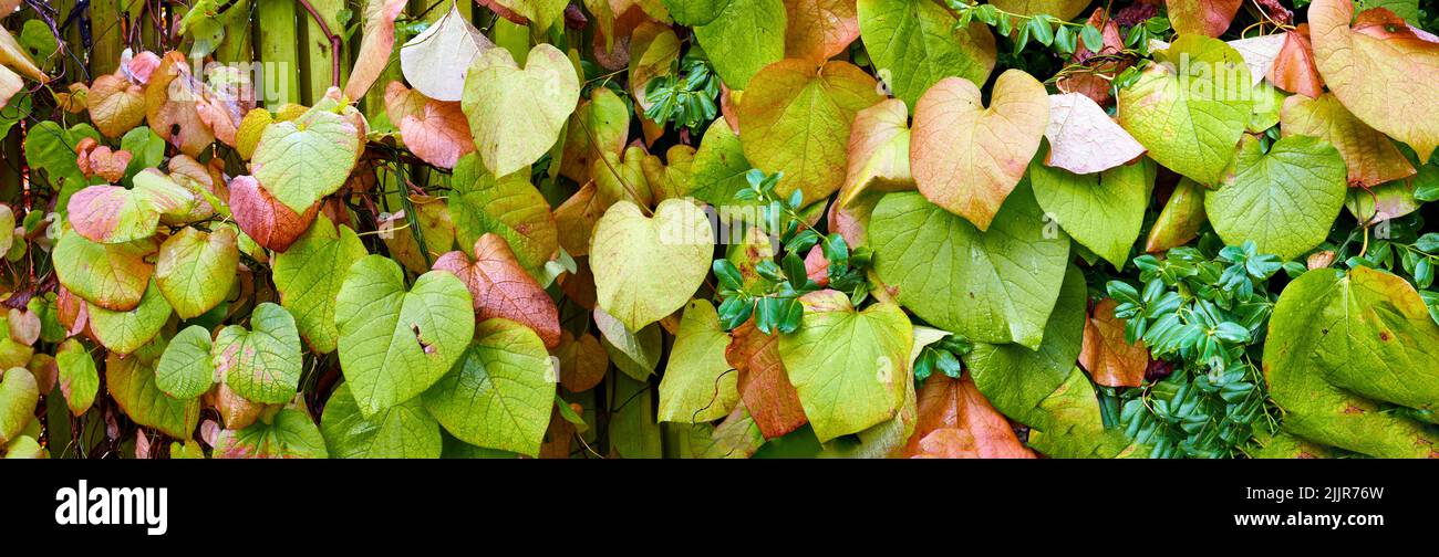 Diverse plant life hi-res stock photography and images - Alamy